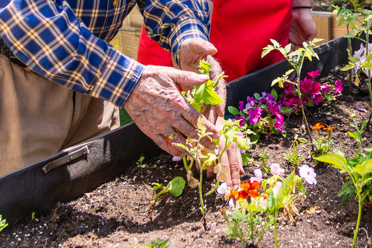 rhythms home care caregiver assisting senior man with gardening