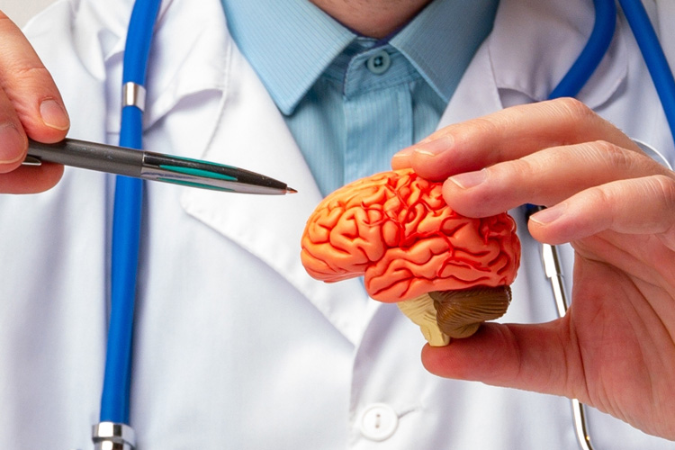 rhythms home care doctor pointing to a small model of a brain